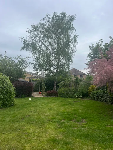 Bryan Mutter Tree Surgery