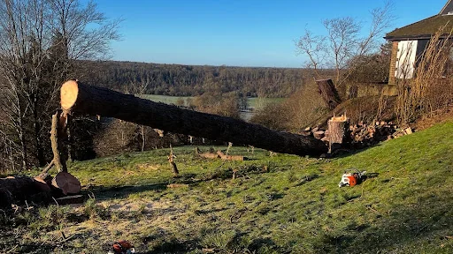 Carpenters Tree Care Ltd