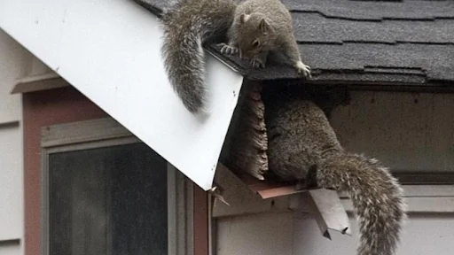 Top Cat Pest Control