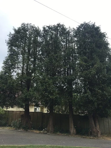 THE TREE MEN SUSSEX LTD