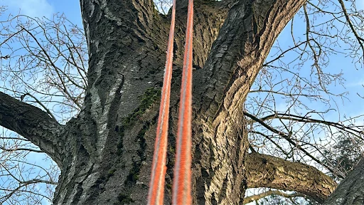 P&R Jones Tree Services Ltd