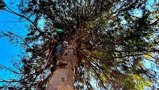 Out on a Limb Tree Care