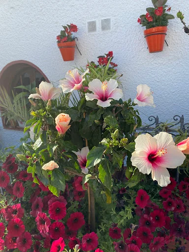 Webbs Garden and Landscape