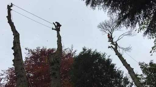 Top Branch Tree Works