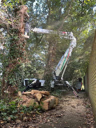 All Angles Tree Care Ltd