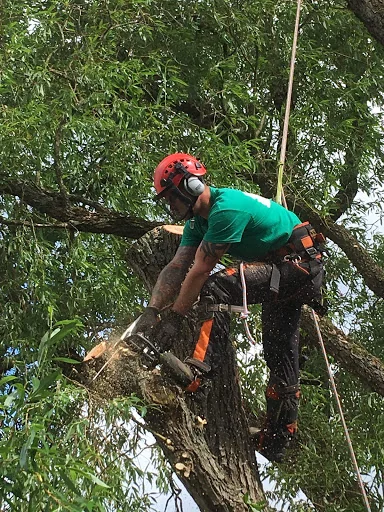 First Class Tree Surgeons