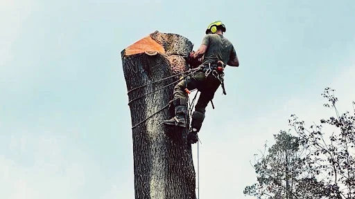 Ashsured Tree Experts