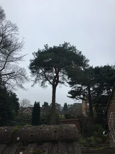 Gecko Tree Solutions