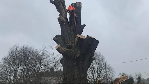 JE Tree Surgeons