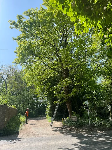 Rutledge and Coe Tree Services