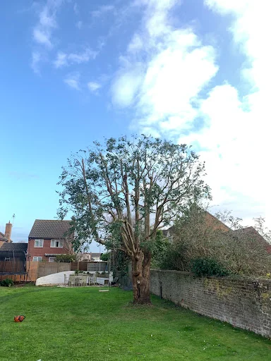 Driftwood Tree Services