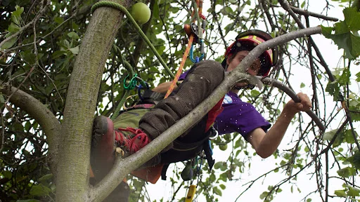 Trees A Crowd London