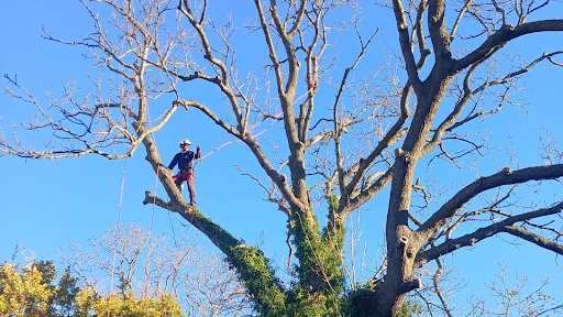 Arborline tree services ltd