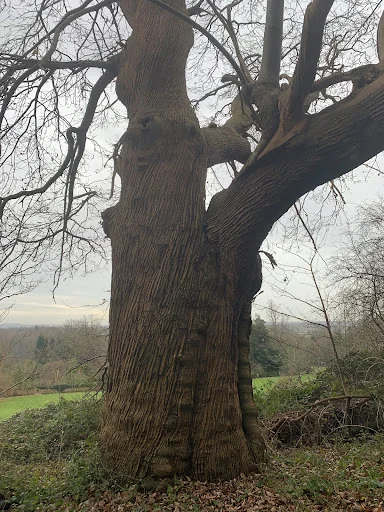 Infinity Tree Care