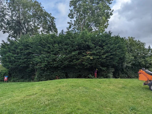 Elm Park Tree Services