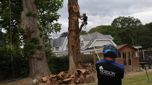 Hobson Tree Services