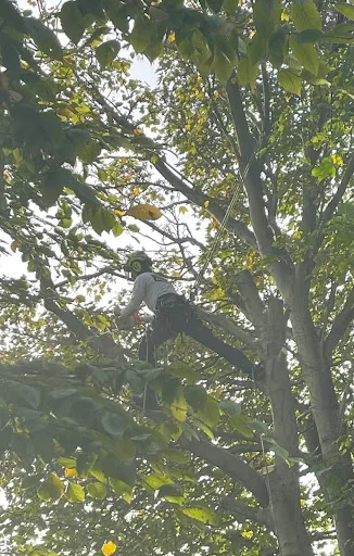 R Rogers Tree Services Ltd