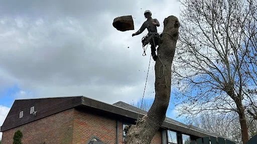 Apicalarb Tree Services Ltd