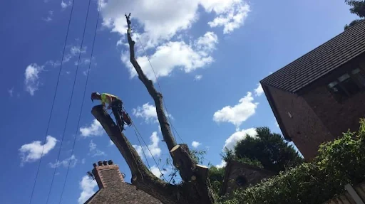 Tree Care & Landscaping