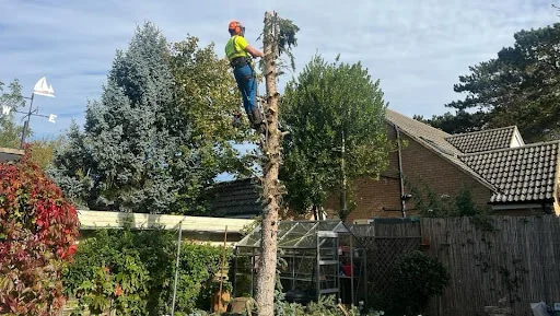 Elmwood Tree services