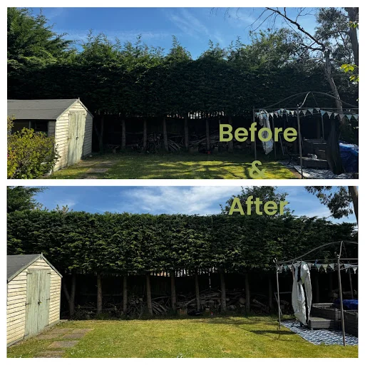 Alex's tree and gardening