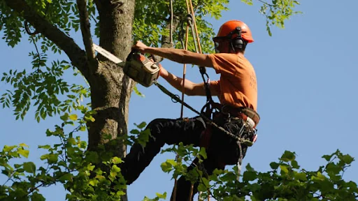 John & Son - Tree & Garden Services