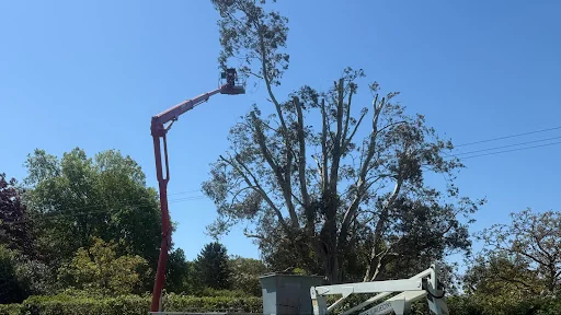 HUNNISETT’S TREE SURGEON & GARDEN SERVICES LTD