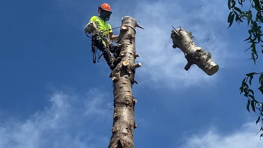 RPW Tree Services Limited