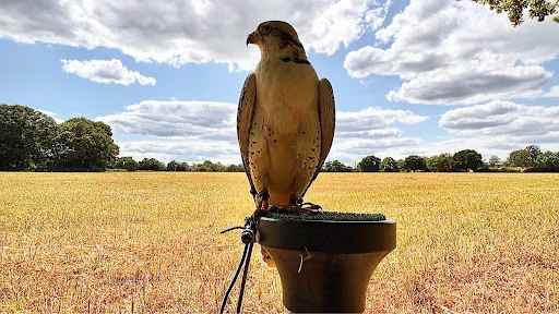 MD Falconry And Pest Solutions
