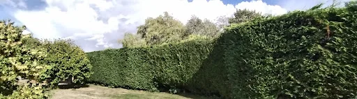 All Shapes Tree Care