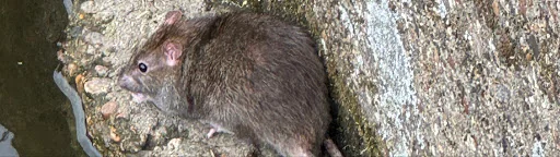 Rat Hammer Pest Control