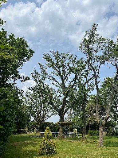 AMG Tree Surgery photo 2