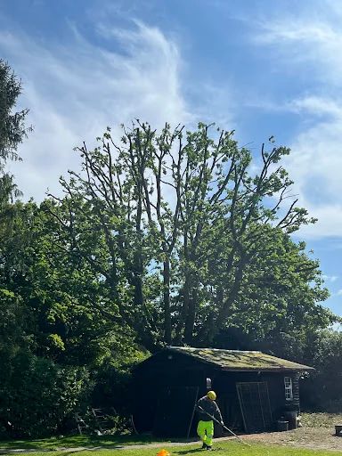 AMG Tree Surgery photo 3