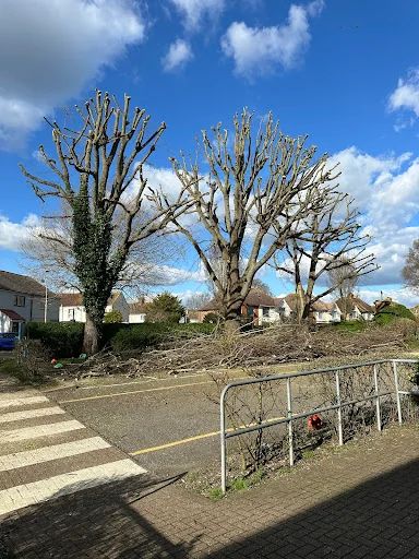 AMG Tree Surgery photo 4