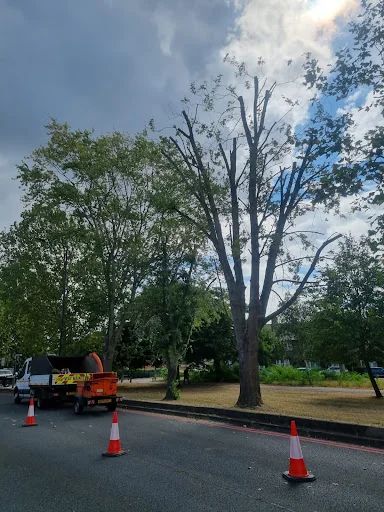 AMG Tree Surgery photo 6