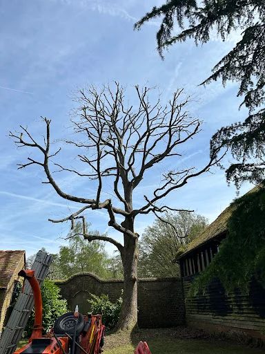 AMG Tree Surgery photo 7