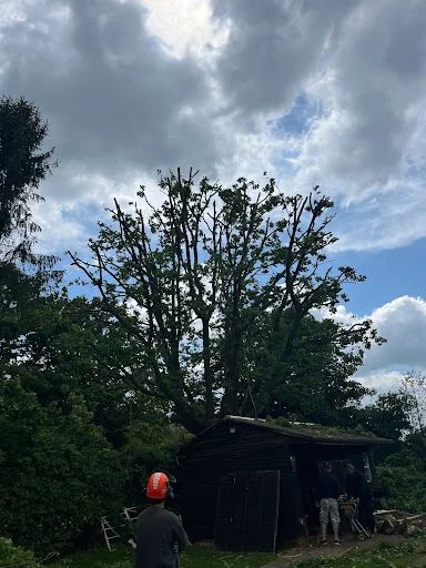 AMG Tree Surgery photo 8